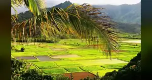 Hawaii Farmers Crushed by Worst Floods in 20 Years