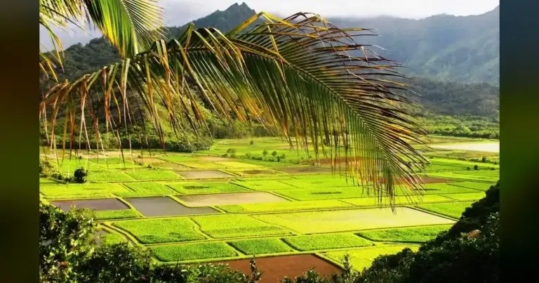 Hawaii Farmers Crushed by Worst Floods in 20 Years