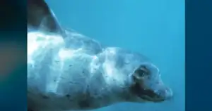 Hawaii, Maui Monk Seal Attacker Detained, Faces Federal Charges