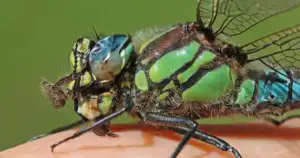 New Mexico Insects: 50% Vanished in a Decade