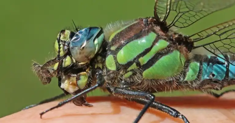 New Mexico Insects: 50% Vanished in a Decade