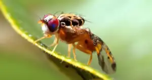 Not Fire or Flood: Medfly Forces CA Emergency in Santa Clara