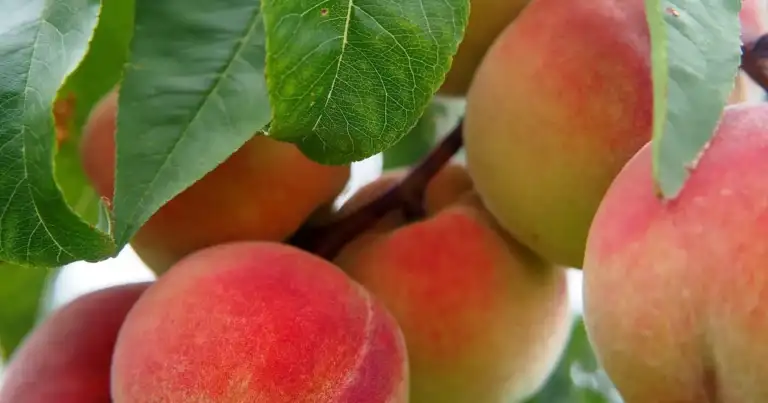 90% of Texas Peaches Lost to Late Hill Country Freeze