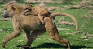 Phoenix Zoo Closed Friday By Bomb Threat Fallout.