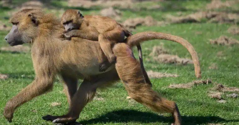 Phoenix Zoo Closed Friday By Bomb Threat Fallout.