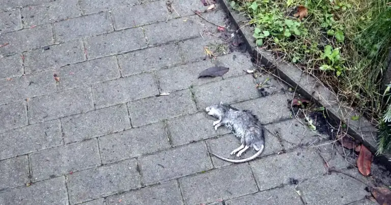 1,100+ Dead Rats: Family Dollar Pays $5.5M in AR Settlement