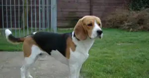 Ridglan Farms Bred Beagles—Now It Will Feed Wisconsin