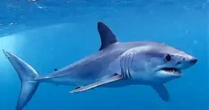 Shortfin White Shark Makos Surge: Massachusetts Now Tracks Them
