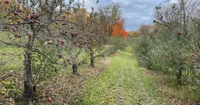 Utah Fruit Farmers Face Harvest Wipeout From New Freeze