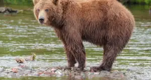 Portland's Bear Crisis: MDIFW Blames Residents