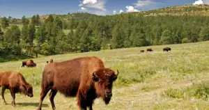 Custer Park Bison Kills Woman: Warnings Ignored Again