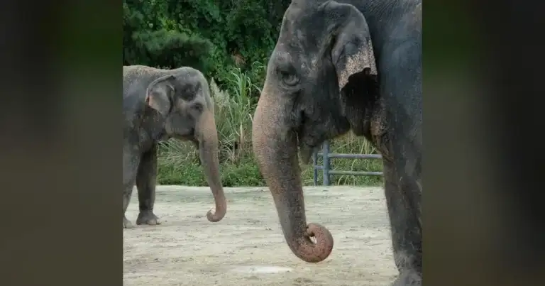 Central Florida Zoo Bomb Hoax: Taxpayers Paid for Nothing 2 Central Florida Zoo Bomb Hoax: Taxpayers Paid for Nothing