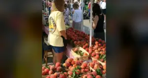 70% Peach Loss Rocks Maryland Farmers Awaiting Aid