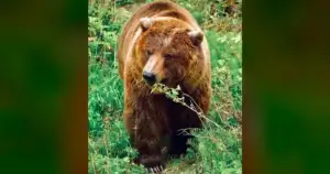 FWP: "Regrettable" teen shot grizzly in Montana backyard