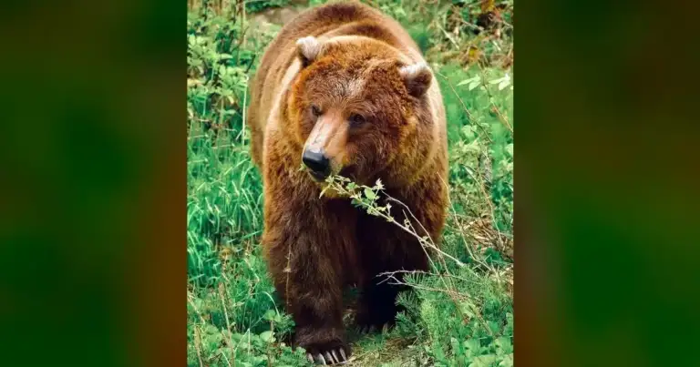 FWP: "Regrettable" teen shot grizzly in Montana backyard 1 FWP: "Regrettable" teen shot grizzly in Montana backyard