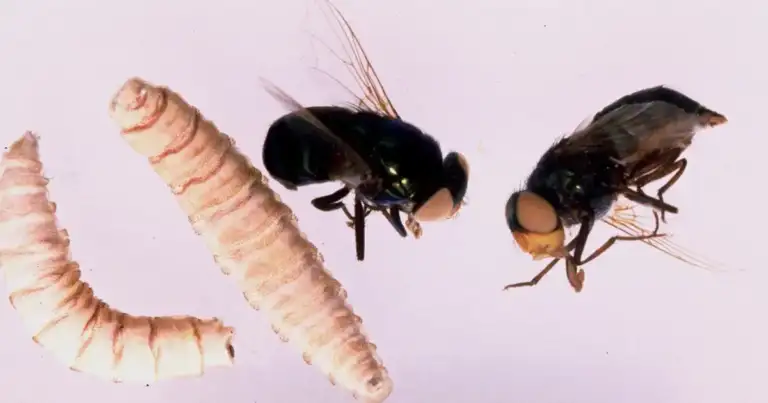 Texas Screwworm: 2nd Case Confirmed, Billions at Risk