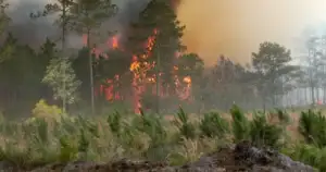 South Florida Chokes on Ash & Smoke From Brush Fires