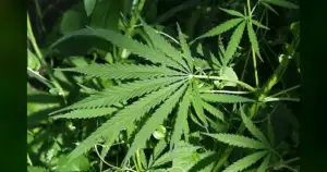 Georgia Approves Medical Cannabis Home Delivery