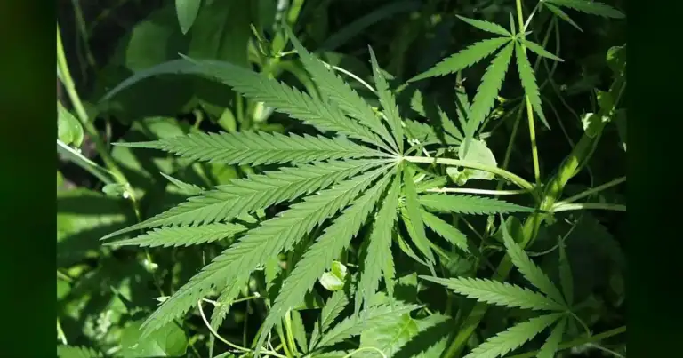 Georgia Approves Medical Cannabis Home Delivery